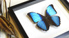 Real butterfly insect framed Morpho diedama Bits & Bugs 