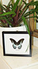 Papilio polymnestor Bits&Bugs 