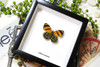 butterflies for sale Callicore cynosura  Bits and Bugs