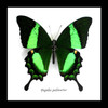 Papilio palinurus Bits & Bugs