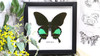 Framed butterfly Papilio karna Bits & Bugs