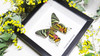 Sunset moth framed Chrysiridia rhipheus  Bits&Bugs 
