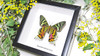 Sunset moth framed Chrysiridia rhipheus  Bits&Bugs 