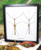 Stick insect giant Phaenopharos struthioneus Bits & Bugs 
