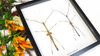 Stick insect giant Phaenopharos struthioneus Bits & Bugs 