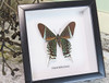 framed butterflies Australia