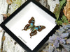 Graphium stresemanni