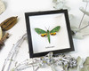 Real moth in frame  Euchloron megaera  Bits and Bugs