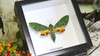 Real moth in frame  Euchloron megaera  Bits and Bugs