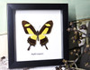 Framed butterfly  Bits&Bugs  Anaea nessus