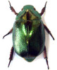 Xmas beetle Anoplognathus aeneus  bugs beetles framed insects  Bits & Bugs