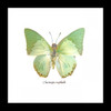 Charaxes eupale