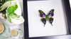 Butterfly species Graphium weiskei matt Bits&Bugs
