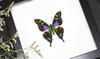 Butterfly species Graphium weiskei matt Bits&Bugs
