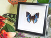 butterflies for sale Australia Charaxes smaragdalis matt Bits&Bugs 