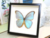 butterfly for sale Australia home decor interior design Morpho godarti Bits&Bugs 