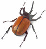 Real Rhino beetle Eupatorus gracilicornis  Bits & Bugs 