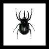 Beetle real insect bug Chalcosoma atlas Bits & Bugs 