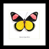 Batesia hypochlora butterfly home decor Bits and Bugs