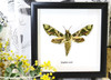 saturnid sphinx moth Africa Daphnis nerii   Bits & Bugs