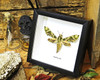 saturnid sphinx moth Africa Daphnis nerii   Bits & Bugs
