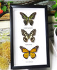 Australian butterflies framed Bits and Bugs