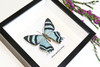 butterflies for sale Australia matt Bits&Bugs Alcides agathrysus