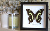 insect butterfly entomology taxidermy specimen Papilio hesperus Bits & Bugs 