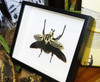 Goliath orientalis African beetle Bits & Bugs 