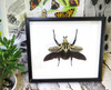 Goliath orientalis African beetle Bits & Bugs 