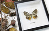 Butterfly collection Calinaga buddha  Bits & Bugs 