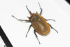 Megasoma elephas 