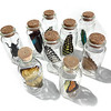 Real butterfly wings in bottle pk/6