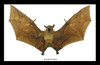 Macroglossus minimus bat 