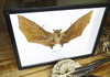 Macroglossus minimus bat 