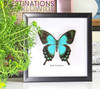  papilio lorquinianus 