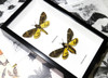 Deaths Head Hawk Moths Silence of the Lambs moth