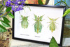 Phyllium leaf insect Bits & Bugs