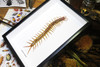 Centipede insect real Scolopendra subspinipes Bits & Bugs 