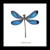 Dragonfly blue 