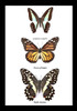 Australian framed butterfly  Bits & Bugs Graphium sarpedon,Danaus plexippus,papilio demoleus