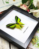 Ornithoptera meridionalis