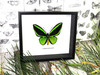 Ornithoptera priamus poseidon MALE Label  ( sold out till March 23 )