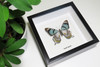 Papilio laglaizei ( not for sale )