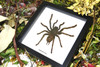spider arachnid framed spider for sale Australia Haplopelma minax Bits & Bugs