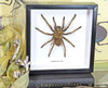 Acanthoscurria ferina spider