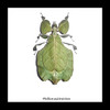 leaf insect bug taxidermy interiors Phyllium pulchrifolium bitsandbugs