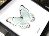 Morpho catenaria