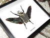 Goliathus orientalis