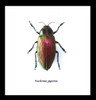 bugs beetles insects Euchroma gigantea Bits & Bugs